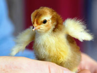 Wohin an Ostern? Tipps für die ganze Familie Wohin an Ostern? Tipps für die ganze Familie