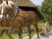 Vogtsbauernhof feiert 50. Geburtstag Vogtsbauernhof feiert 50. Geburtstag