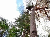 Hier stehen die ältesten Kiefern des Schwarzwaldes Hier stehen die ältesten Kiefern des Schwarzwaldes