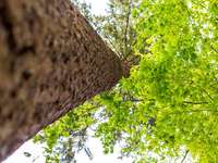 Fotos: Oh mein Schwarzwald, du grüne Hölle Fotos: Oh mein Schwarzwald, du grüne Hölle