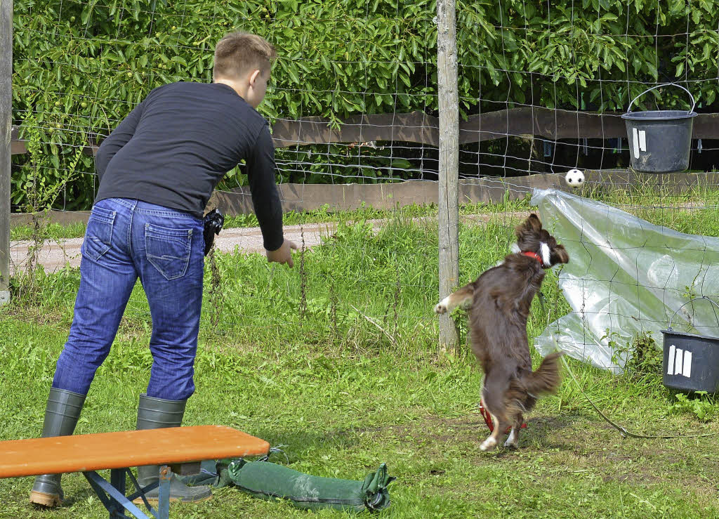 Punkte F R Kluge Hunde Maulburg Badische Zeitung