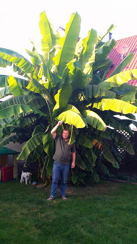 In Orschweier wächst eine RiesenBananenpflanze Mahlberg