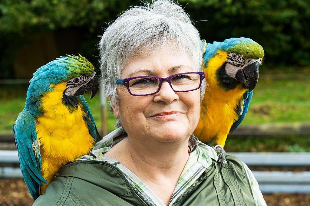 ... beiden zwei und drei Jahre alten Gelbbrust-Aras von Ulrike Heim-Wagner.