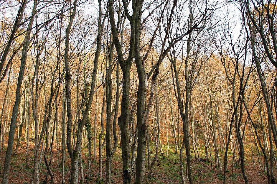 Im Wald über dem südelsässischen Städtchen Vieux-Thann hatten sich im Jahr 1944 mehrere Elsässer versteckt, weil sie nicht von den Deutschen als Wehrmachtssoldaten zwangsrekrutiert werden wollten. (Foto: Ralf Burgmaier) Im Wald über dem südelsässischen Städtchen Vieux-Thann hatten sich im Jahr 1944 mehrere Elsässer versteckt, weil sie nicht von den Deutschen als Wehrmachtssoldaten zwangsrekrutiert werden wollten. (Foto: Ralf Burgmaier)