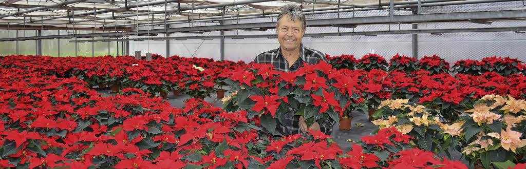 Ein Gewächshaus voller Lateinamerikaner - Badische Zeitung