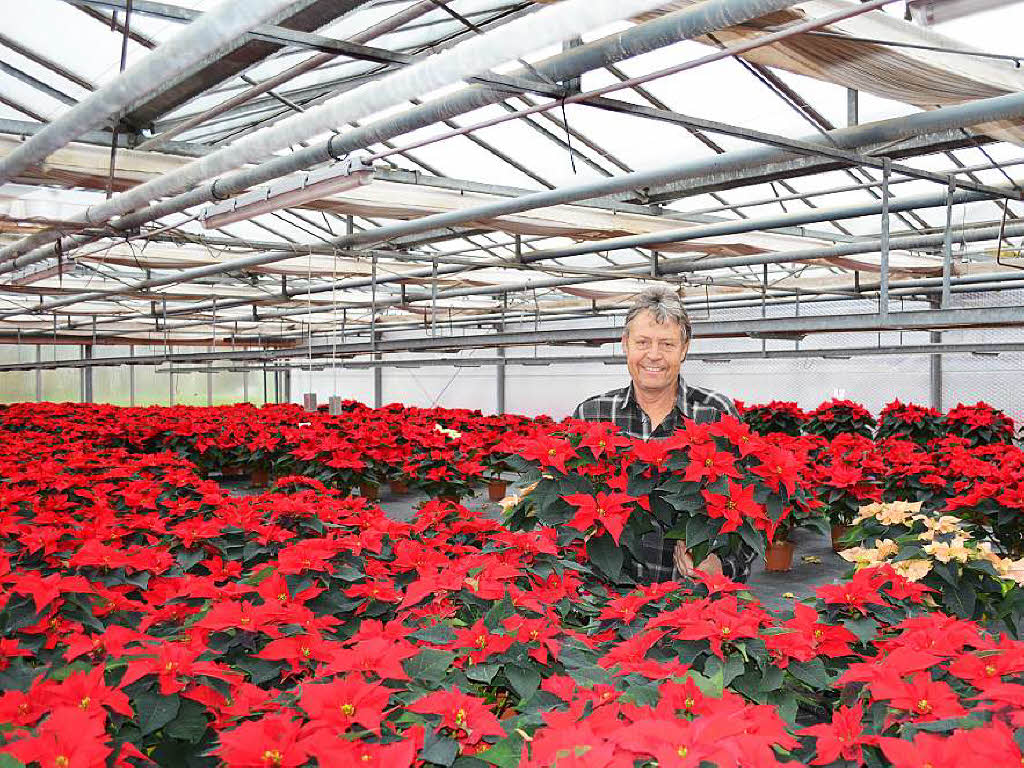 5000 Weihnachtsterne pro Jahr und viel Arbeit - Badische Zeitung