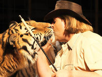 Preisgekrönte Tiger beim Circus Manuel Weisheit Preisgekrönte Tiger beim Circus Manuel Weisheit