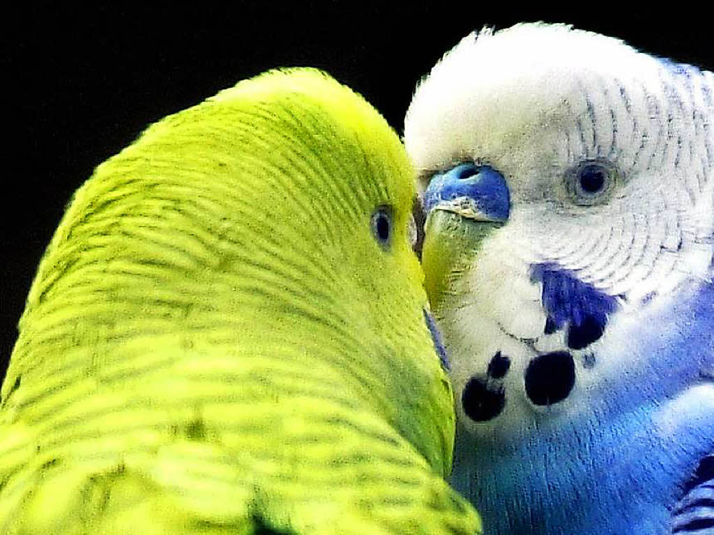 Darum hat Bad Krozingen plötzlich einen Zoo - Badische Zeitung