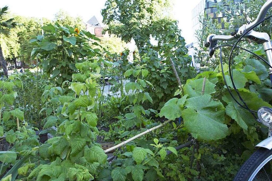 Beete für alle – so kann Urban Gardening aussehen. (Foto: Regula Wolf) Beete für alle – so kann Urban Gardening aussehen. (Foto: Regula Wolf)