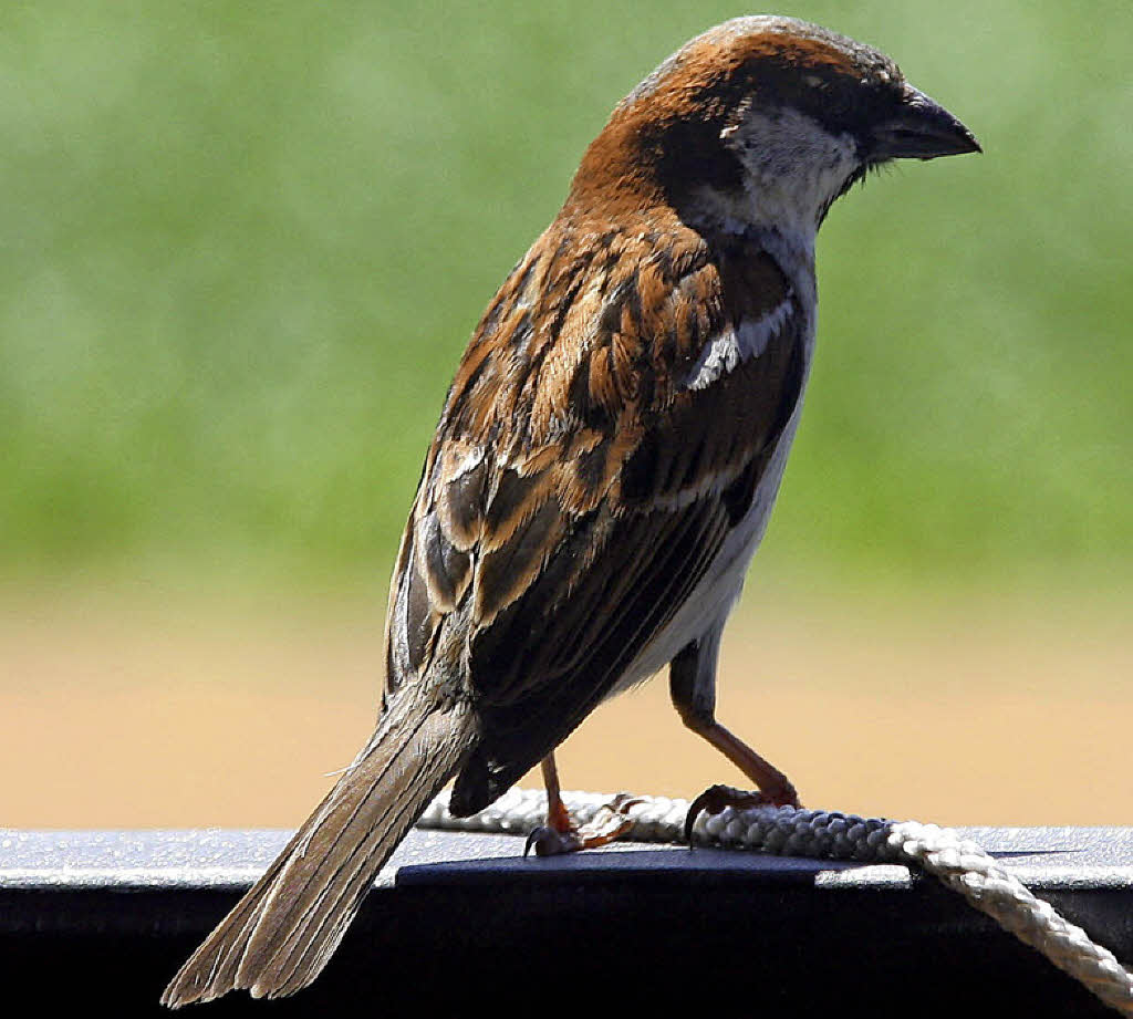 AM RANDE: Giovanni, der ewige Junggeselle - Badische Zeitung