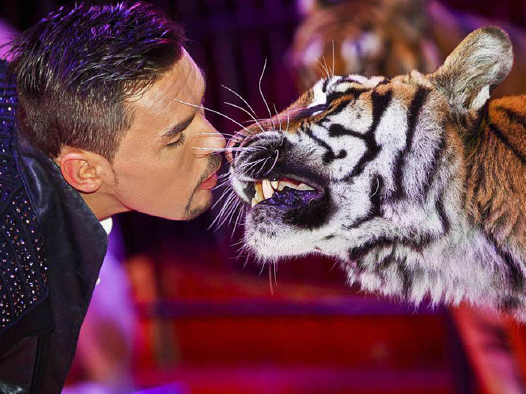Tigerkuss (Archivbild) Foto: Zirkus Charles Knie/Peter-Michael Petsch