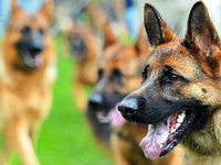 Hund beißt zu – Herbolzheimer kämpft mit den Folgen Hund beißt zu – Herbolzheimer kämpft mit den Folgen
