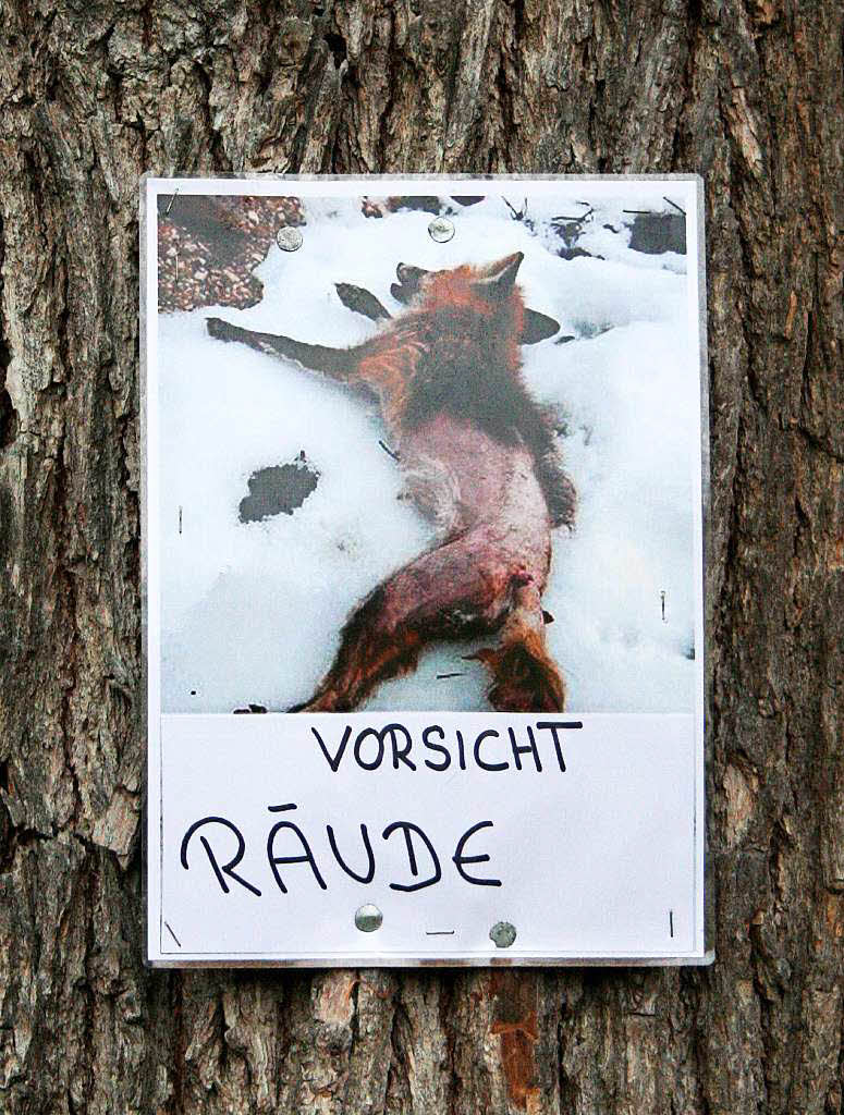 Gefahr für Hunde In den Wäldern geht die Fuchsräude um Schallbach