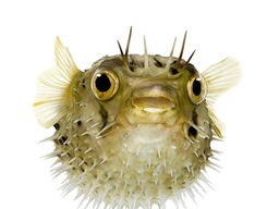 Auch Tiere sind mal high Auch Tiere sind mal high