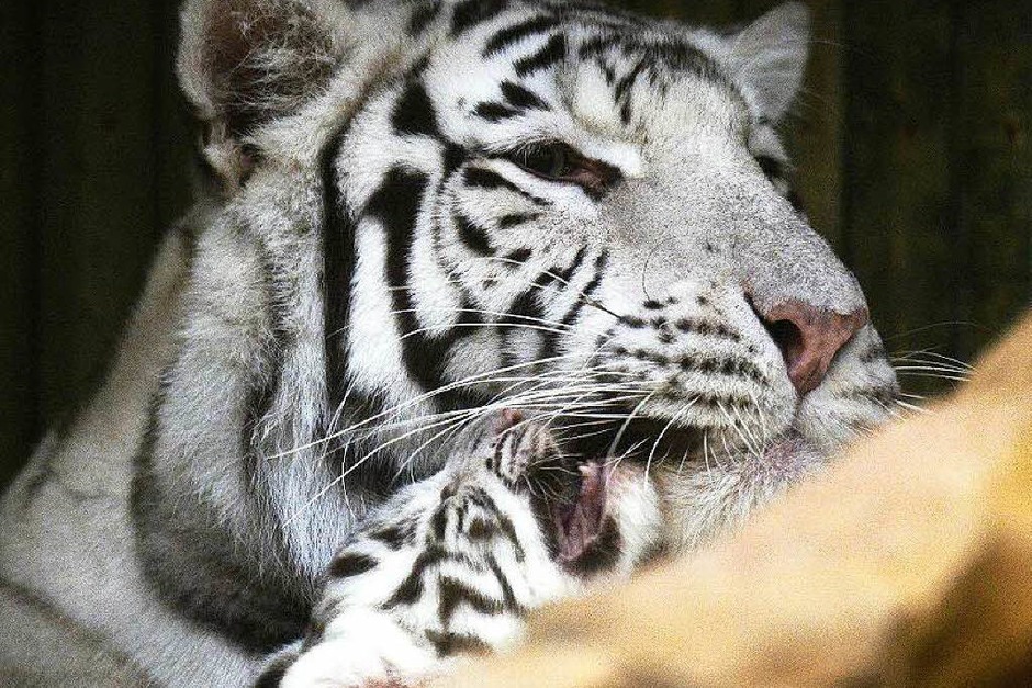 Indische Tiger gelten als gefährdet. Schätzungen zufolge existieren weltweit nur rund 2500 Tiere. (Foto: AFP) Indische Tiger gelten als gefährdet. Schätzungen zufolge existieren weltweit nur rund 2500 Tiere. (Foto: AFP)