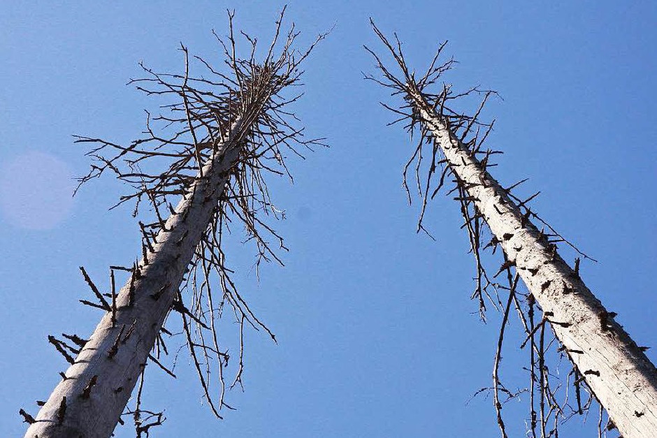 Kahle, weiße Baumskelette ragen in den blauen Himmel. (Foto: Max Schuler) Kahle, weiße Baumskelette ragen in den blauen Himmel. (Foto: Max Schuler)