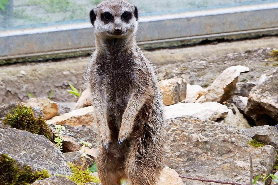 Neugieriges Erdmännchen im Freiburger Mundenhof (Foto: Matthis Bürger) Neugieriges Erdmännchen im Freiburger Mundenhof (Foto: Matthis Bürger)
