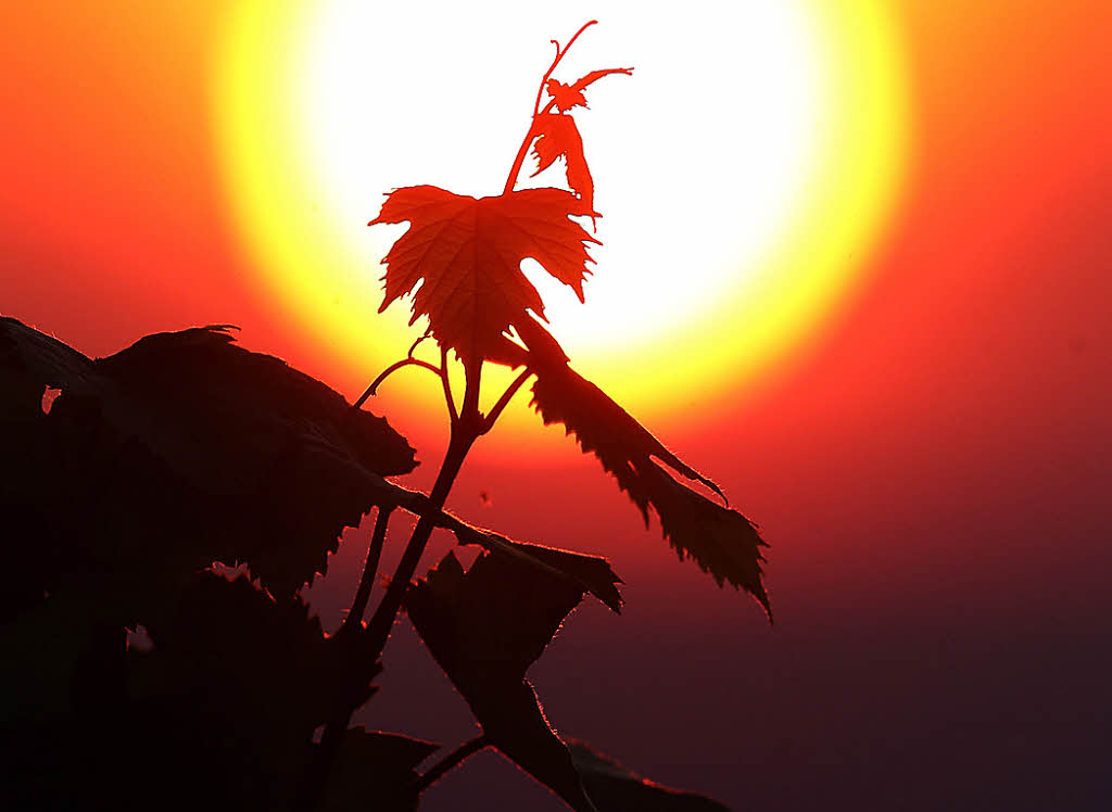 Weinwanderungen in Bad Krozingen - Badische Zeitung