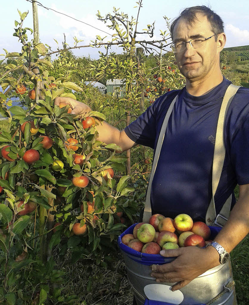 Trockenheit und Hitze schaden nicht allen Obstbauern - Badische Zeitung