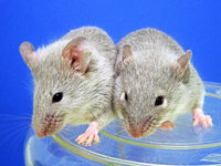 Neue Methode: Aus Schwanz einer Maus werden Eizellen Neue Methode: Aus Schwanz einer Maus werden Eizellen