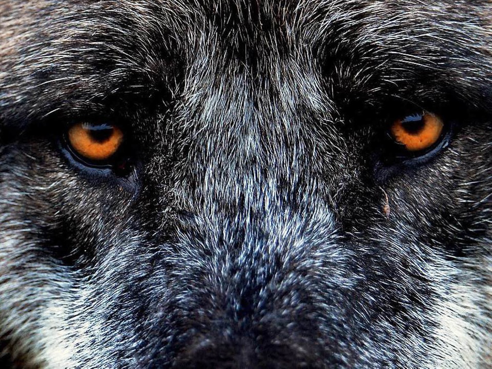 Mythos Wie Aus Dem Wolf Der Böse Wolf Geworden Ist Kreis Breisgau