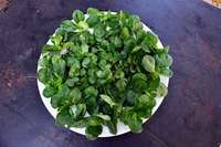 "Valerianella locusta": Feldsalat - Ein Geschenk des Winters "Valerianella locusta": Feldsalat - Ein Geschenk des Winters
