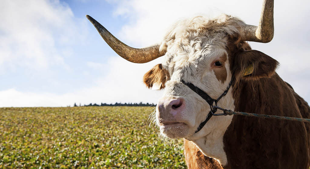 Direttissima wandern im Schwarzwald - Reportage mit Michael Hoyer und Ulrich ... - Badische Zeitung