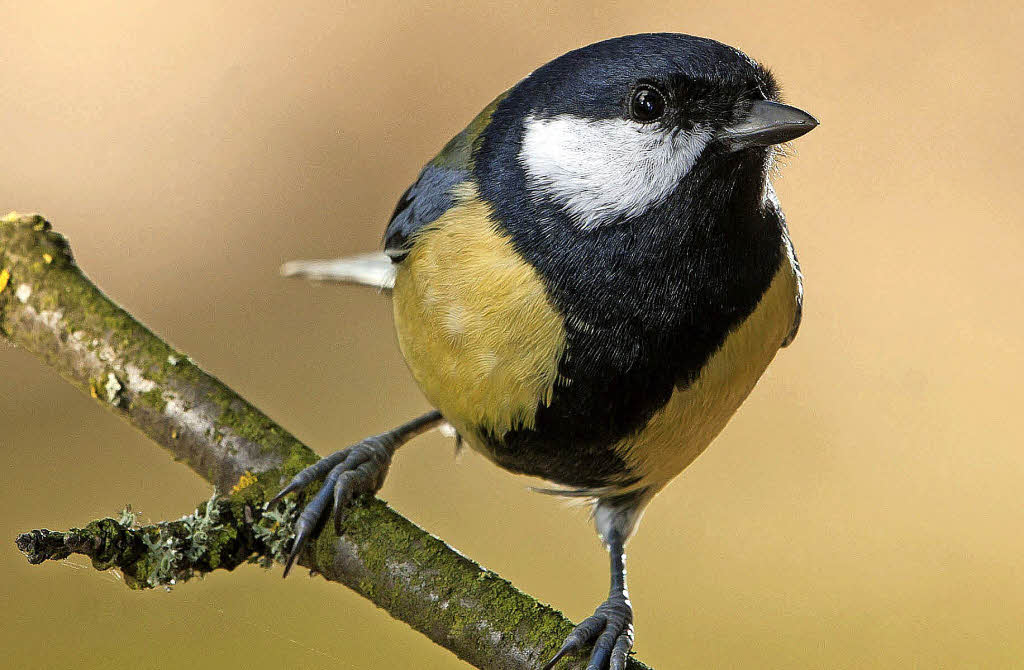 Der Spatz läuft der Meise den Rang ab - Badische Zeitung