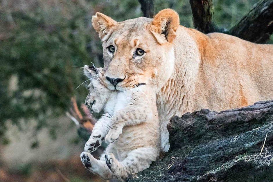 Die Welpen werden neben der Mutter Okoa auch von Vater Mbali und der zweiten Basler Löwin Uma betreut. Uma hat vergangene Woche ebenfalls ein Junges geboren, das jedoch nicht überlebte. Jetzt kümmert sie sich auch um Nyoma und Nikisha. (Foto: Zoo Basel (Torben Weber)) Die Welpen werden neben der Mutter Okoa auch von Vater Mbali und der zweiten Basler Löwin Uma betreut. Uma hat vergangene Woche ebenfalls ein Junges geboren, das jedoch nicht überlebte. Jetzt kümmert sie sich auch um Nyoma und Nikisha. (Foto: Zoo Basel (Torben Weber))