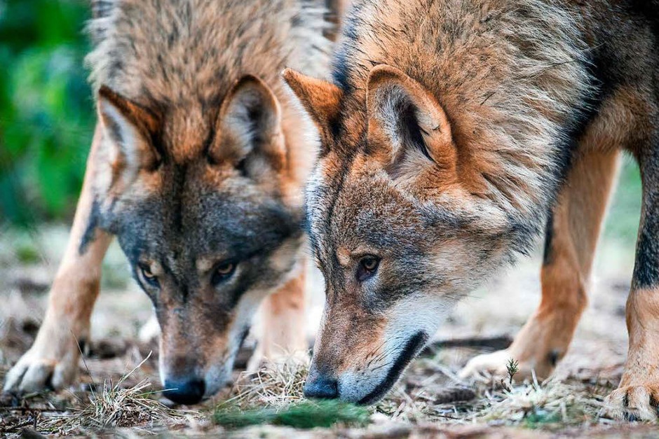 Zwei Wölfe im Biotopwildpark in Isselburg nahe an der niederländische Grenze (Foto: dpa) Zwei Wölfe im Biotopwildpark in Isselburg nahe an der niederländische Grenze (Foto: dpa)
