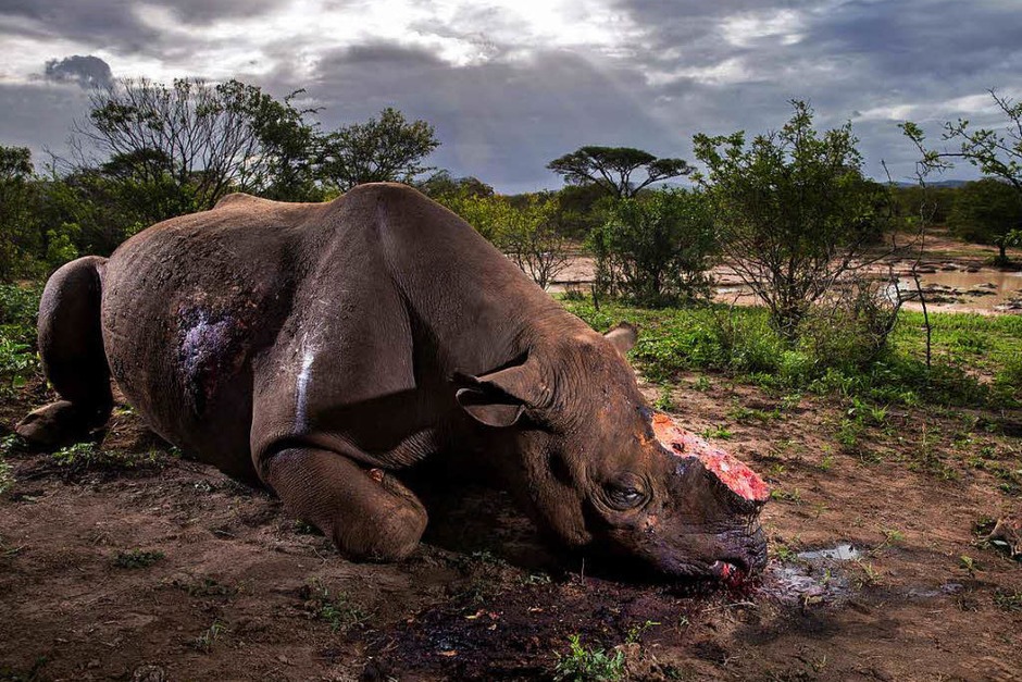 Erster Preis in der Kategorie Natur, Stories: Das Bild von Brent Stirton zeigt den Kadaver eines Spitzmaulnashorn-Bullen, das Wilderer wegen seiner Hörner erlegt haben in Hluhluwe Umfolozi Game Reserve, Südafrika (Foto: dpa) Erster Preis in der Kategorie Natur, Stories: Das Bild von Brent Stirton zeigt den Kadaver eines Spitzmaulnashorn-Bullen, das Wilderer wegen seiner Hörner erlegt haben in Hluhluwe Umfolozi Game Reserve, Südafrika (Foto: dpa)