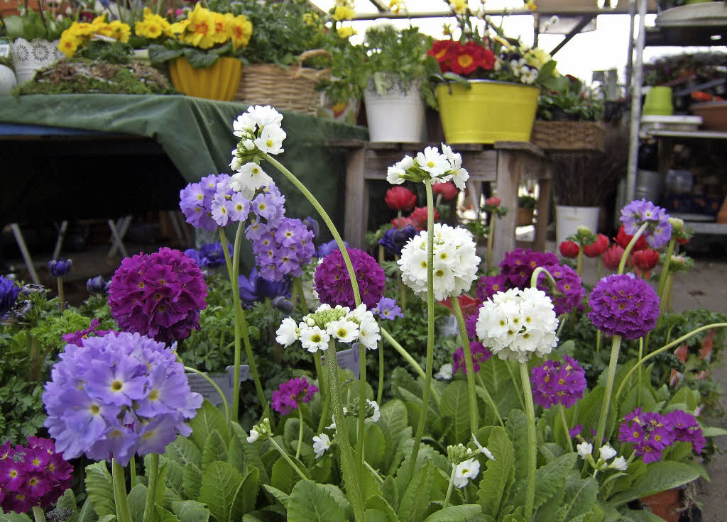 Damit es klappt mit der Blütenpracht - Badische Zeitung