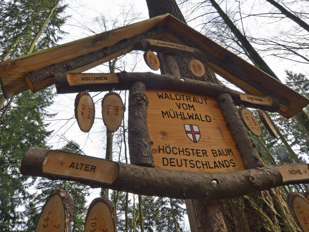 Freiburgs Waldtraut ist der höchste Baum Deutschlands