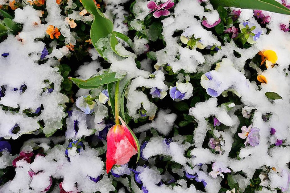 Frühlingsblumen am Sonntag in Nesselwang (Bayern) (Foto: dpa) Frühlingsblumen am Sonntag in Nesselwang (Bayern) (Foto: dpa)
