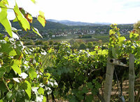 WEIN, WALD UND WASSER AM KANDEL / 22. JULI 2017 WEIN, WALD UND WASSER AM KANDEL / 22. JULI 2017