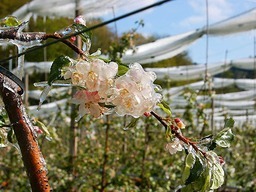 So zog der Frost �ber S�dbaden