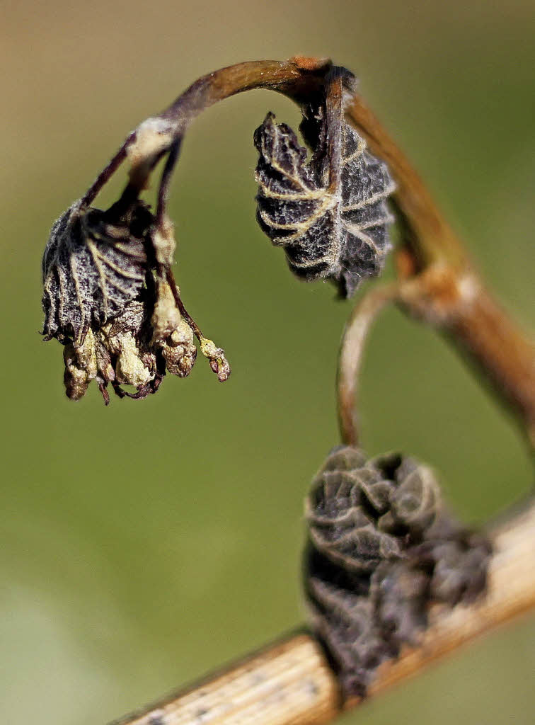 Winzer rechnen mit sehr hohen Einbußen - Badische Zeitung
