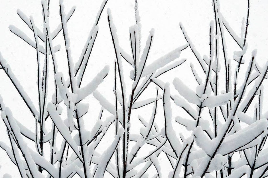 Schneebedeckt sind Äste am bei Titisee-Neustadt (Foto: dpa) Schneebedeckt sind Äste am bei Titisee-Neustadt (Foto: dpa)