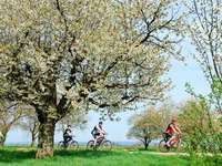 Eine Tour für Genießer: Der Kaiserstuhl-Radweg Eine Tour für Genießer: Der Kaiserstuhl-Radweg