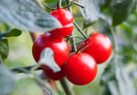 Muss man die Blätter der Tomaten entfernen? Muss man die Blätter der Tomaten entfernen?
