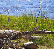 Naturkunst Naturkunst