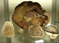 Ausstellung rund um den Mammutbaum Seqoioideae in Badenweiler Ausstellung rund um den Mammutbaum Seqoioideae in Badenweiler