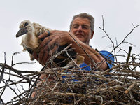 Storchenbabys von Kirchzarten sind jetzt beringt Storchenbabys von Kirchzarten sind jetzt beringt