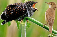 Ruf des Kuckucks ist selten geworden Ruf des Kuckucks ist selten geworden