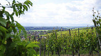Weinbau, Wiesen und weite Blicke Weinbau, Wiesen und weite Blicke