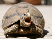Haben Diebe in Huttingen vier Landschildkröten gestohlen? Haben Diebe in Huttingen vier Landschildkröten gestohlen?