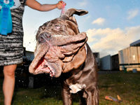 Fotos: Wettbewerb zum hässlichsten Hund der Welt Fotos: Wettbewerb zum hässlichsten Hund der Welt