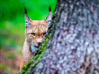 Keine Weibchen – einsamer Luchs wird umgeleitet Keine Weibchen – einsamer Luchs wird umgeleitet