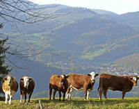 Ein Bild mit wenigen Schönheitsfehlern Ein Bild mit wenigen Schönheitsfehlern
