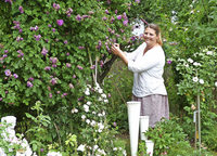 An die 250 Rosen blühen im Garten An die 250 Rosen blühen im Garten